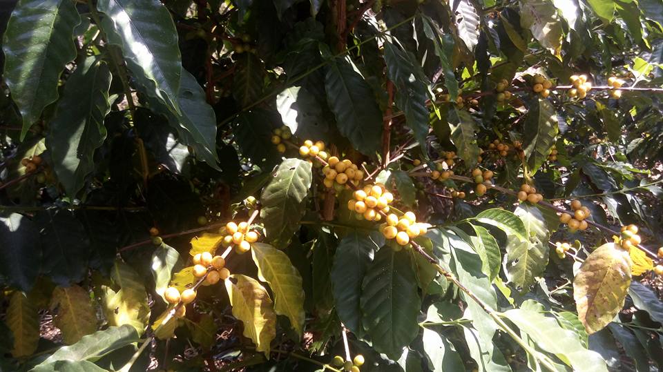 Finca La Montañita - Cerca del Volcán El Chingo, frontera con Guatemala