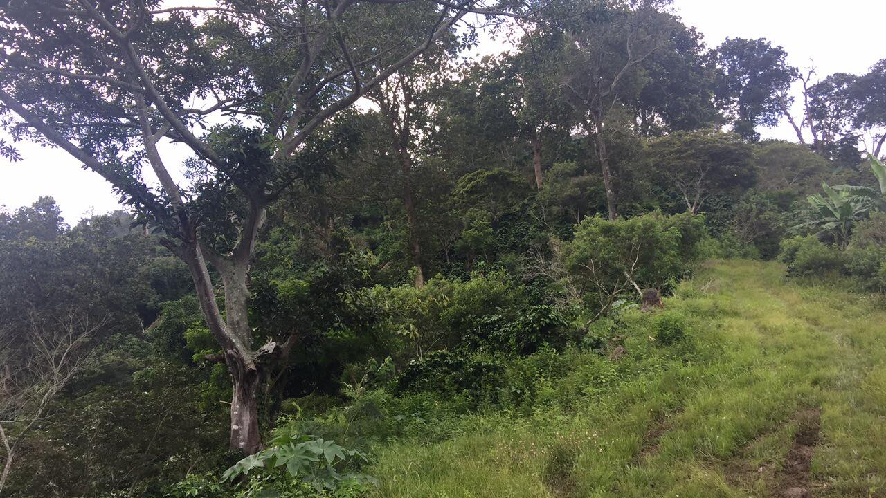 Finca La Montañita - Bosques primarios de Encino, Roble y Pino
