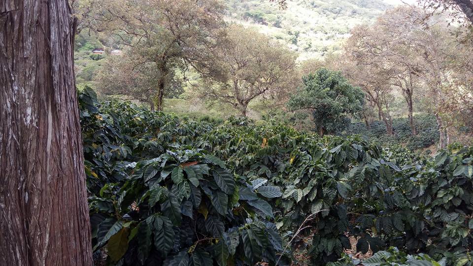 Finca La Montañita - Variedades: Borbón Rojo, Amarillo y Rosado