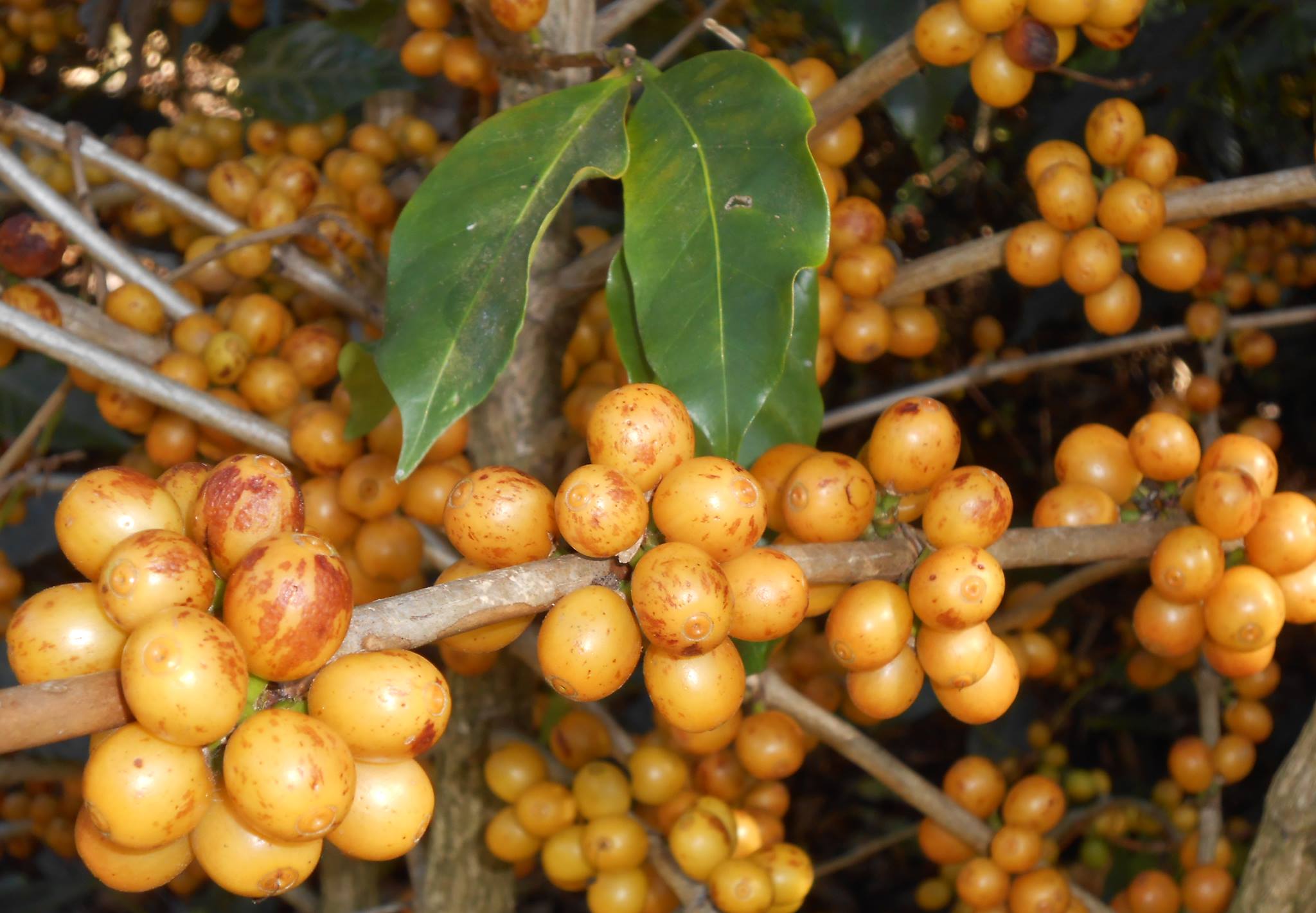 Finca La Montañita - Dedicados a producir café de óptima calidad